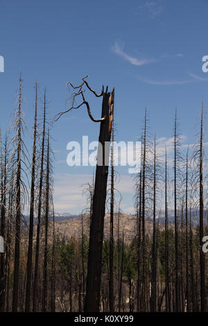 Un albero bruciato tronco in piedi tra i resti di una combustione controllata Foto Stock