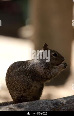 Un California Scoiattolo di terra nel Parco Nazionale di Yosemite, il contenimento di cibo Foto Stock