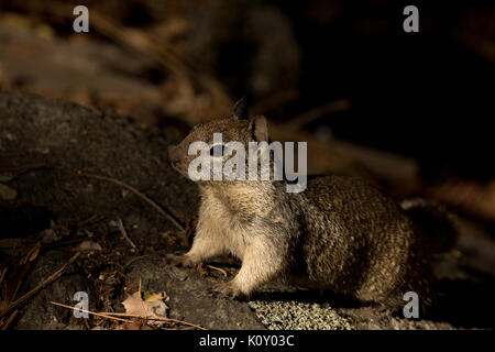 Una massa California scoiattolo (Otospermophilus beecheyi), alert su una roccia nel Parco Nazionale di Yosemite Foto Stock