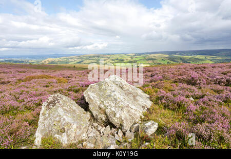 Heather e rocce di quarzite sul Stiperstons NNR guardando verso il lungo Mynd, Shropshire, Inghilterra, Regno Unito Foto Stock