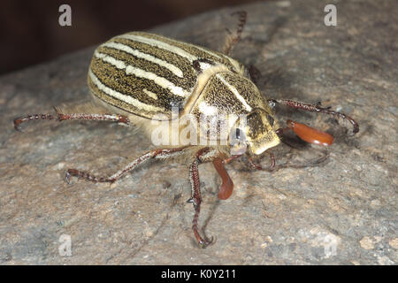 Un dieci rivestito giugno beetle (polyphylla decemlineata) Foto Stock