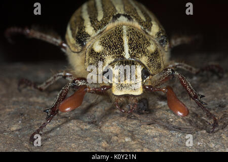 Un dieci rivestito giugno beetle (polyphylla decemlineata) Foto Stock