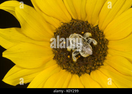 Un escavatore bee (centris pallida) raccoglie il nettare da un fiore giallo, Arizona Foto Stock