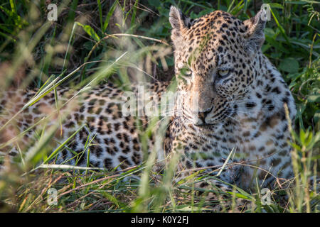 Una femmina di Leopard rilassanti in erba nel Sabi Sand Game Reserve, Sud Africa. Foto Stock