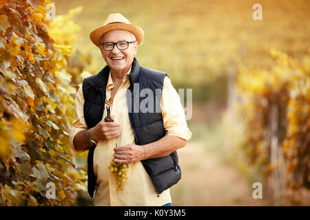 Man Picking uva matura sul vigneto di famiglia Foto Stock