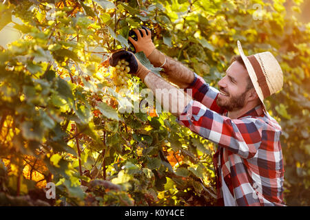 Uomo taglio harvester grappolo di uva in filari di vite Foto Stock