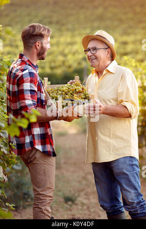 Gli agricoltori uva raccolta nei vigneti - soddisfatto padre e figlio Foto Stock