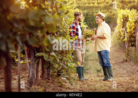 Gli agricoltori la raccolta di uve in vigna - padre e figlio Foto Stock