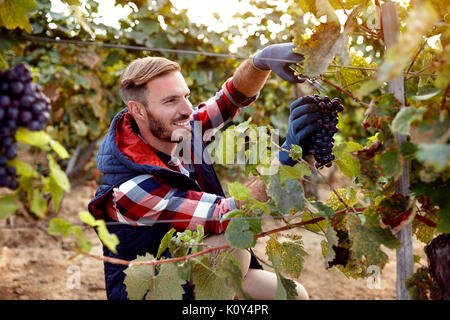 Sorridente enologo raccolta uva nera sul vigneto di famiglia Foto Stock