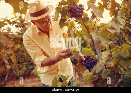 La raccolta di uva bianca nella vigna di autunno Foto Stock