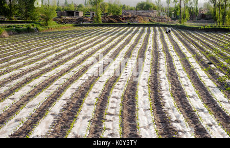 Gli agricoltori nella Provincia di Qinghai. Cina Foto Stock