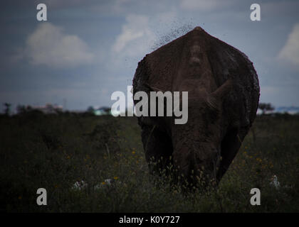 Rhino Foto Stock