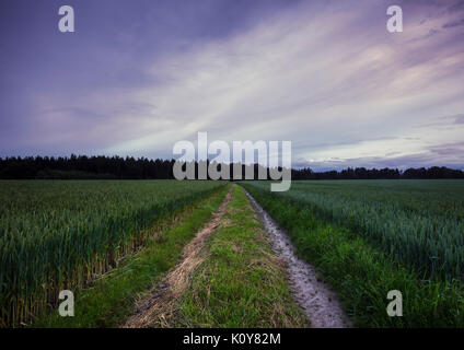 Il trattore via in cornfield, Baviera, Germania Foto Stock