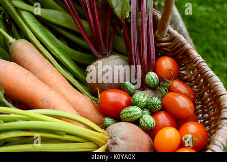 Appena ortaggi raccolti dal riparto in un cesto tessuto - carote, barbabietole, pomodori maturi e cucamelons verde Foto Stock