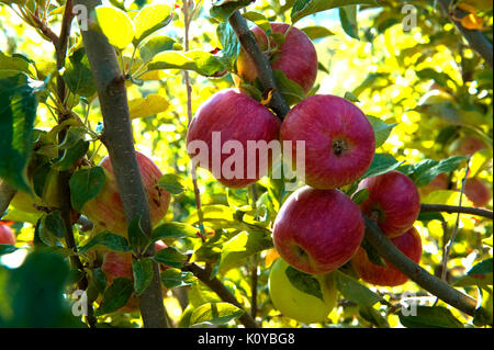 Le mele rosse,gala,mele Foto Stock