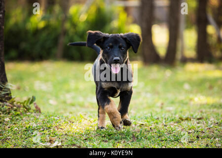 Un tedesco sheprador cucciolo giocando nel cortile posteriore Foto Stock