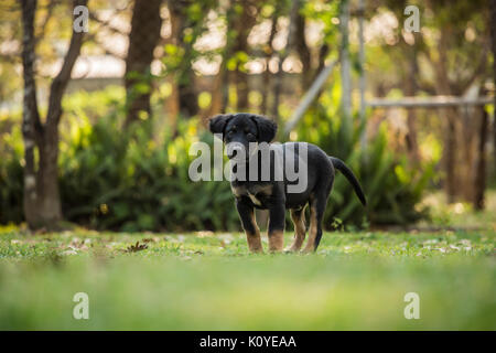 Un tedesco sheprador cucciolo giocando nel cortile posteriore Foto Stock