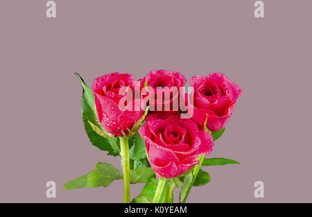 Quattro le rose rosa in un mucchio e pioggia imbevuto con gocce di pioggia poi isolato su un dusky sfondo rosa. Non vi è spazio sufficiente su tutti i lati del th Foto Stock