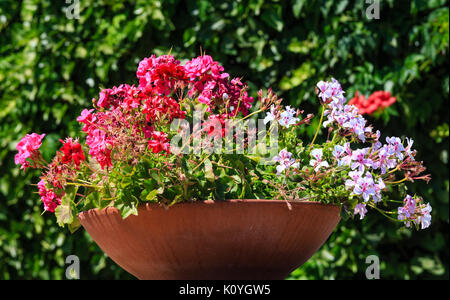 Bel rosso e rosa geranio piante in vaso esterno (sull albero verde sullo sfondo). Foto Stock