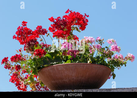 Bel rosso e rosa geranio piante in vaso esterno (sul cielo blu sullo sfondo). Foto Stock