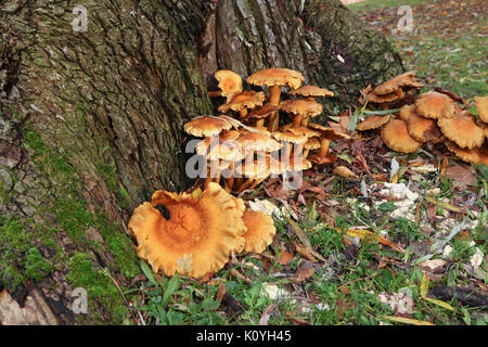 Ripiano di zolfo funghi closeup su albero di quercia in autunno Foto Stock