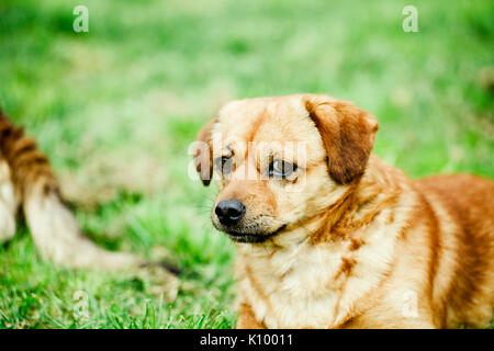 Piccolo Cane vicino. Razza mista yellow dog colpo alla testa. Foto Stock
