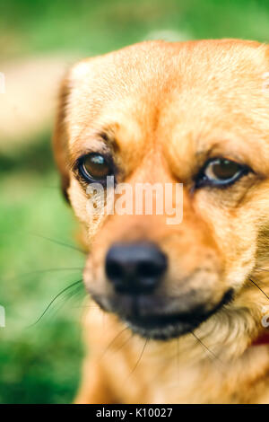 Piccolo Cane vicino. Razza mista yellow dog colpo alla testa. Foto Stock