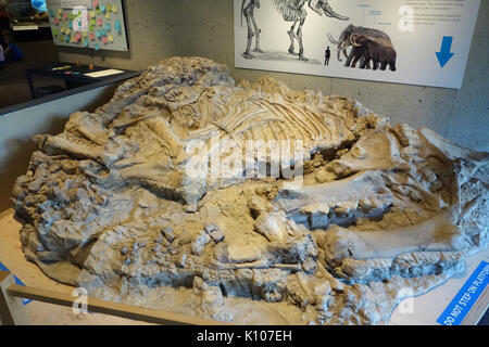 American mastodon, cast di ossa fossili trovati a est di Mt. Shasta Oakland Museum of California DSC05276 Foto Stock