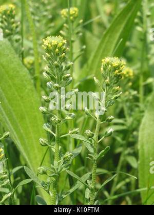 Alyssum alyssoides (Steinkraut Kelch) 2603 IMG Foto Stock