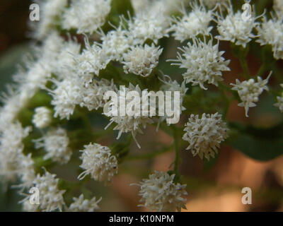 Ageratina altissima, 2015 09 04, Monte Libano, 01 Foto Stock