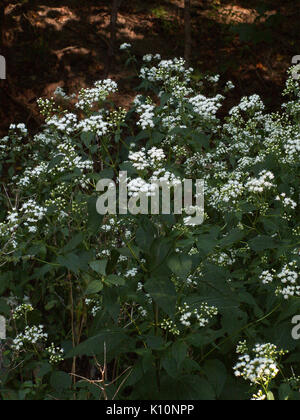 Ageratina altissima, 2015 09 04, Monte Libano, 03 Foto Stock