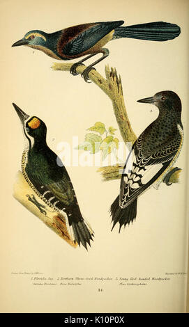 American ornitologia; o la storia naturale degli uccelli degli Stati Uniti (Pl. 14) (9127402352) Foto Stock