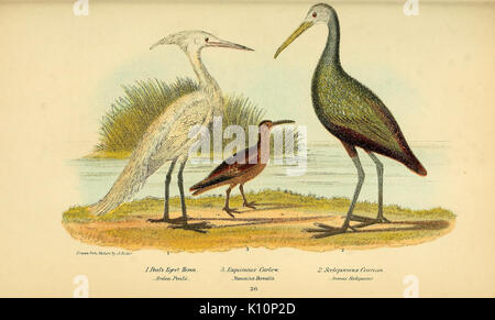 American ornitologia; o la storia naturale degli uccelli degli Stati Uniti (Pl. 26) (9125212895) Foto Stock