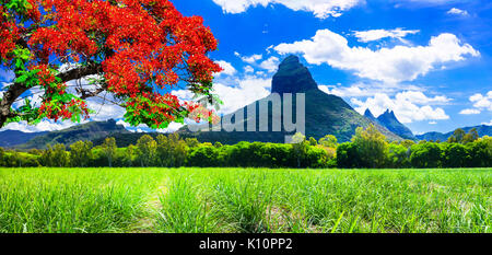 Impressionante paesaggio vulcanico in isola Maurizio,vista con tradizionale rosso. flame tree Foto Stock