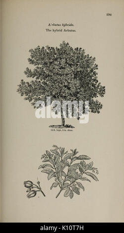 Arboretum et fruticetum britannicum, o piastra (194) (6918268728) Foto Stock