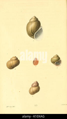 American conchology (piastra 30) BHL7959412 Foto Stock