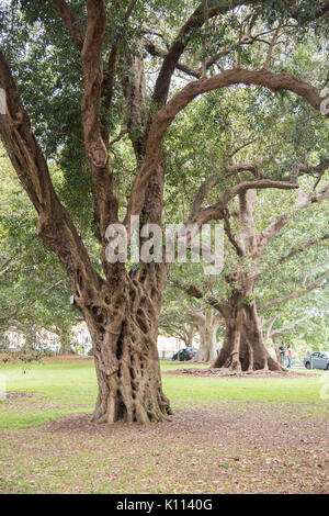 SYDNEY,NSW, Australia-NOVEMBRE 19,2016: Africana olivi selvatici che crescono in parco pubblico con i turisti a Sydney, in Australia. Foto Stock