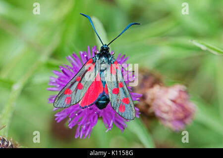 Sei-spot Burnett moth alimentando il fiordaliso nero Foto Stock