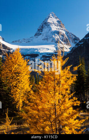Il Monte Assiniboine e golden larici in autunno, il Monte Assiniboine Parco Provinciale, montagne rocciose, British Columbia, Canada. Foto Stock