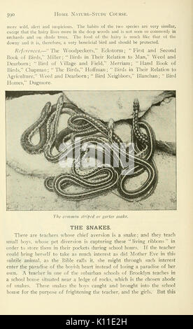 Relazione annuale della Cornell University Stazione di Esperimento Agricola, Itaca, N.Y (pagina 590) BHL5418997 Foto Stock