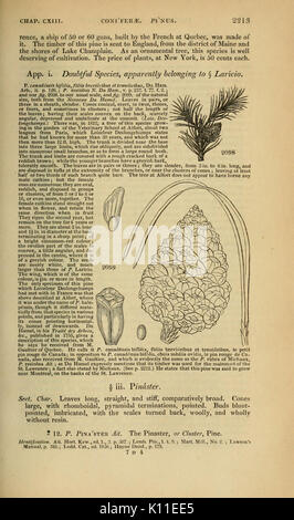 Arboretum et fruticetum britannicum (pagina 2213) BHL12974875 Foto Stock