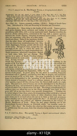 Arboretum et fruticetum britannicum (pagina 2525) BHL12975187 Foto Stock