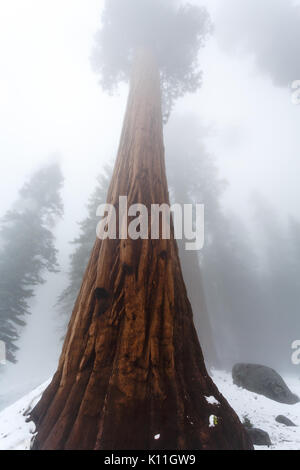 La texture della sequoia gigante di corteccia di albero forme modelli interessanti Foto Stock