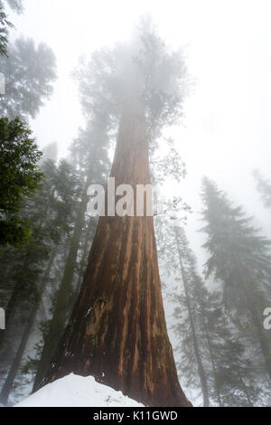 Una vasta base di una sequoia gigante albero cresce al di fuori della neve nella foresta nazionale Foto Stock