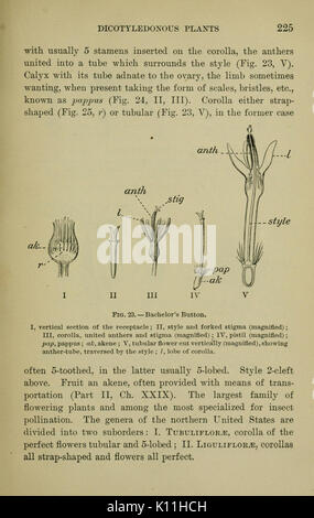 Bergen chiave di botanica e flora del Nord e Stati centrale ed (pagina 225) BHL12993829 Foto Stock