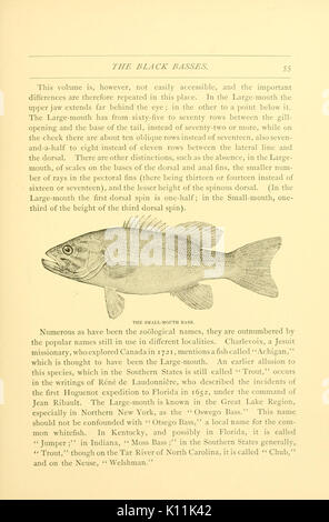 American pesci (pagina 55, figura piccola bocca bass) BHL6309906 Foto Stock