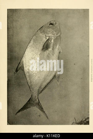 American food e il gioco dei pesci (piastra (27) BHL8308901 Foto Stock