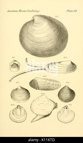 Marina Americana conchology (piastra 30) BHL13815567 Foto Stock