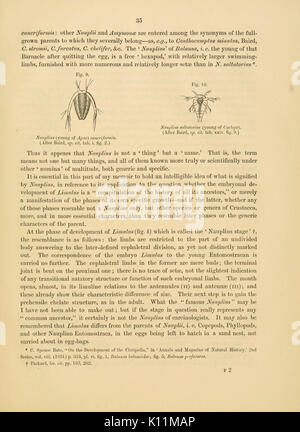 Anatomia del granchio reale (Limulus polyphemus, Latr.) (pagina 35, Figg. 9 10) BHL11678199 Foto Stock