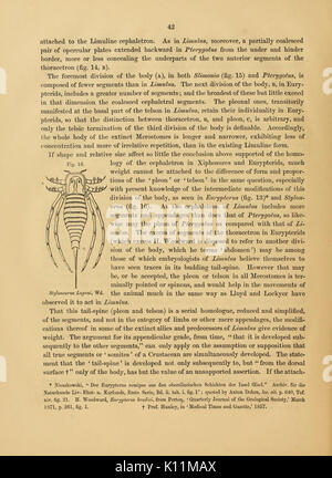 Anatomia del granchio reale (Limulus polyphemus, Latr.) (pagina 42, Fig. 16) BHL11678206 Foto Stock